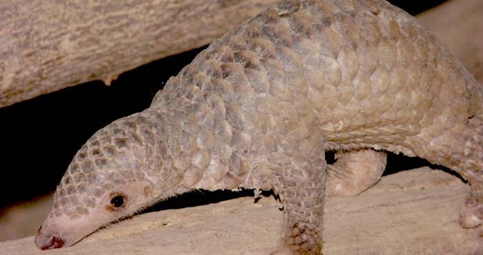 angkor-conservation-biodiversity